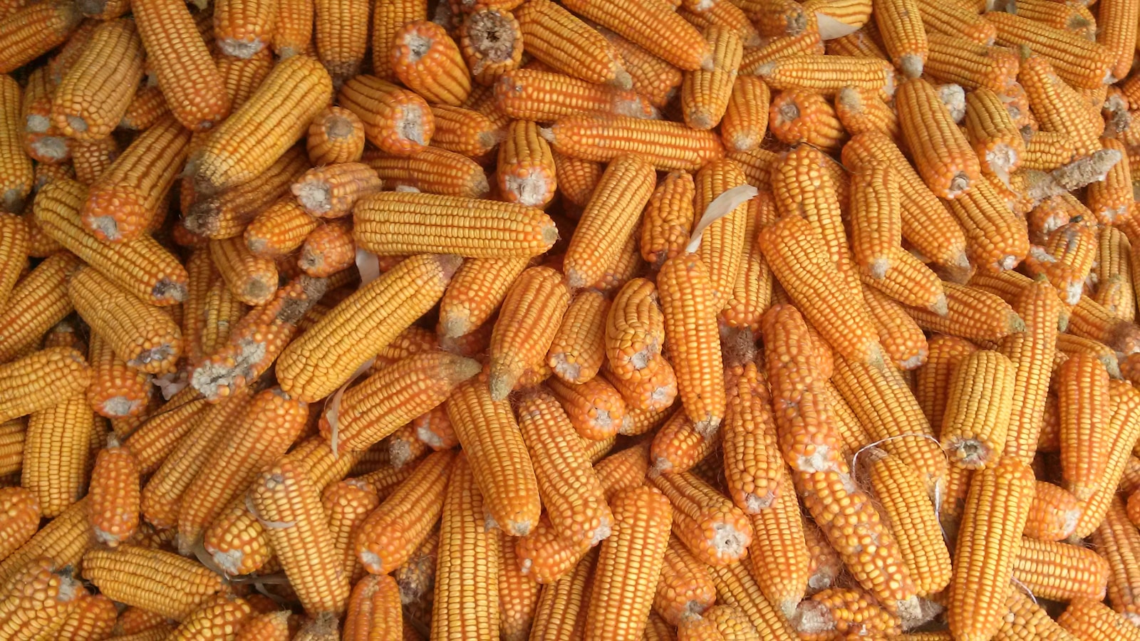 Corn Starch
