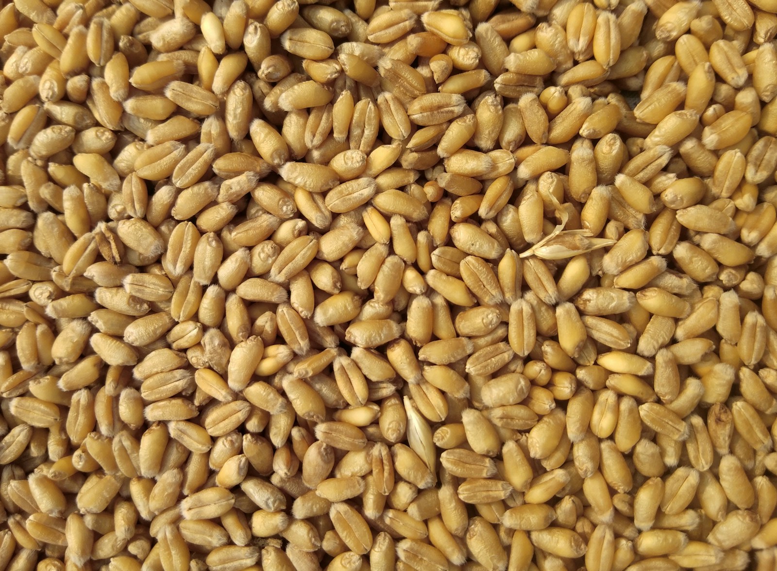 Wheat Starch
